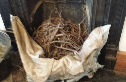 Bird Guards and Nest Removal