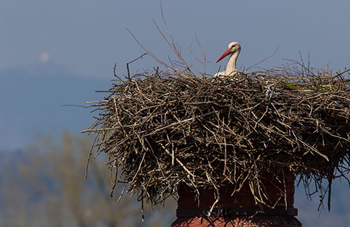 How to Identify a Bird Nest in Your Chimney